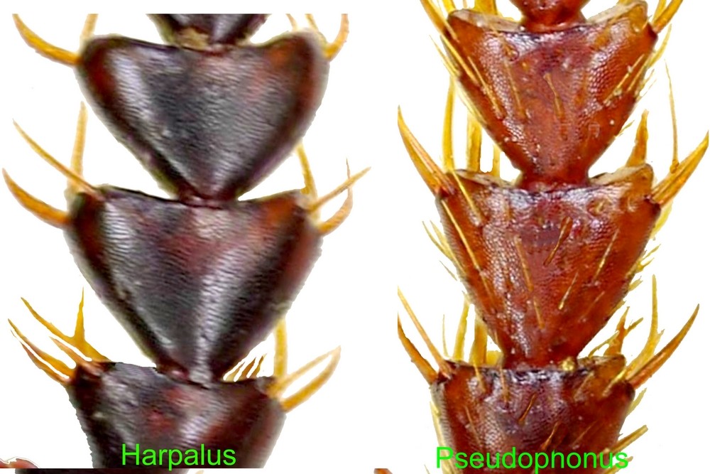 Carabidae: Pseudoophonus rufipes